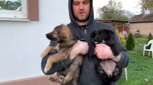 Додж Джорни Как Снять Бампер на Додж Джорни Своими Руками