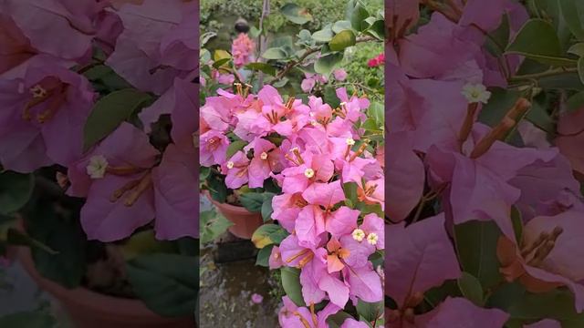 what is the variety of this bougainvillea?