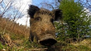 ИНТЕРЕСНЫЕ ФАКТЫ ПРО КАБАНА