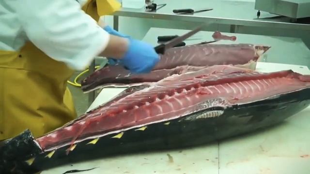 Желтопёрый Тунец - Разделка и Обработка на Филейные Части смотреть онлайн