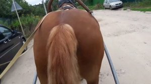 УГНАЛИ С МИФОДИЕМ КОНЯ С ТЕЛЕГОЙ. ПОЕЗДКА НА КОНЕ.