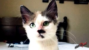 Удивительная история котенка, которого уже думали не спасти…