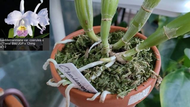 Cattleya lueddemanniana.Каттлея. Описание и уход.