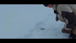 Установка капкана на зайца 4 января 2022