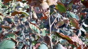 Сентябрь. Плодоношение фундука. Hazelnuts, fruiting.