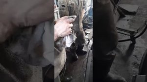 Авто Дэу-Сенс,если не заводится с утра,нужно достать и протереть-заменить датчик положения коленвал