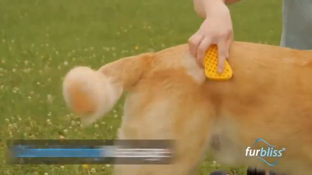 Furbliss Grooming Brush | PuppySimply смотреть онлайн