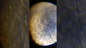 Грязь под микроскопом