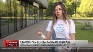 СТАФФОРДЫ СНОВА ЗАГРЫЗЛИ СОБАКУ