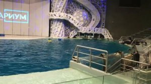 Москвариум открытая тренировка касаток шоу касаток