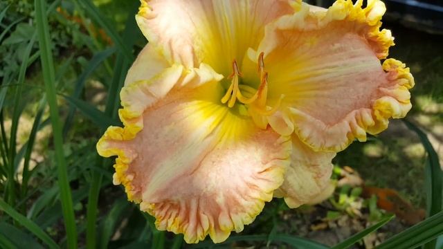 Лилейник Сингулар Сенсейшен . Hemerocallis Singular Sensstion . смотреть онлайн