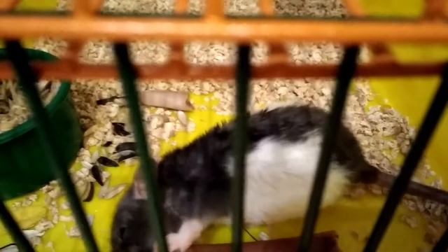 Минеральный камень для крыс || Чем заменить камень минеральный || Mineral stone for rats смотреть онлайн