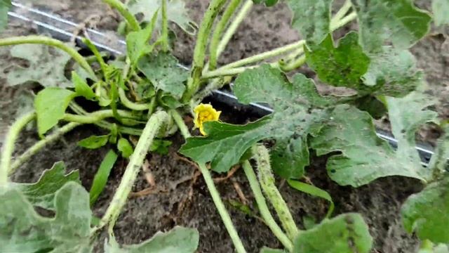 Арбузы после урагана(( смотреть онлайн