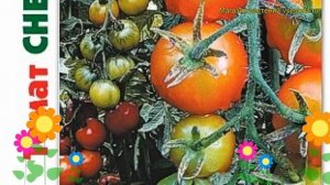 Томат Снегопад F1. Краткий обзор, описание характеристик solanum lycopersicum Snegopad F1