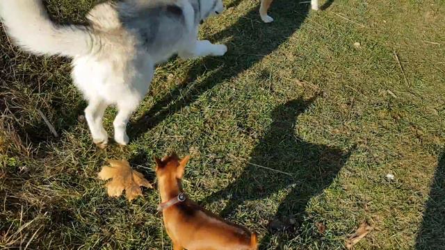 Пинчер и собаки) смотреть онлайн