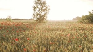 Видео  для релакс и медитации. красивые пейзажи.