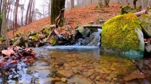 Лечебные звуки природы. Пение птиц в лесу. Звуки природы. Звук реки в лесу.  Звуки природы для сна