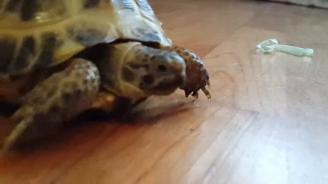 Каково быть черепахой. смотреть онлайн