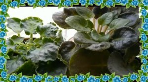 МОИ ЦВЕТУЛЬКИ ПЕРЕСТАНОВКА