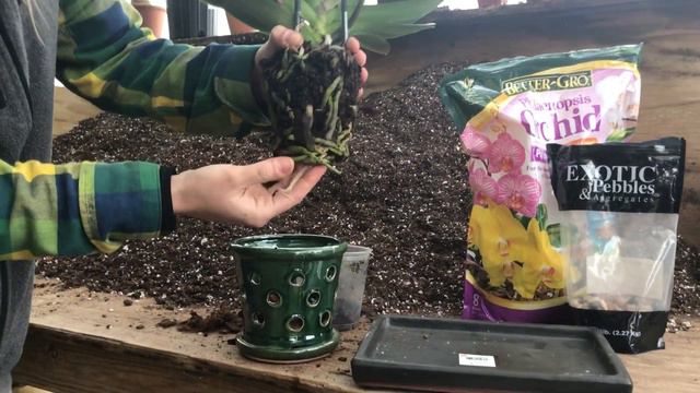 Re-potting Plants - Orchids смотреть онлайн
