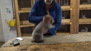 За кроликами в Европу / Часть 1