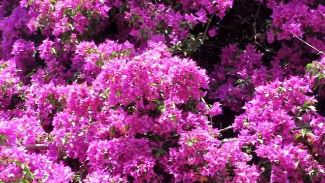 Прекраснейшая Бугенвиллия!!(BOUGAINVILLEA)!Кирьят-Моцкин.Израиль.Kiryat-Mozkin.Israel. смотреть онлайн