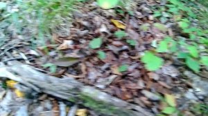 Как я одна пошла за грибами, отдых после экзамена. Оттава