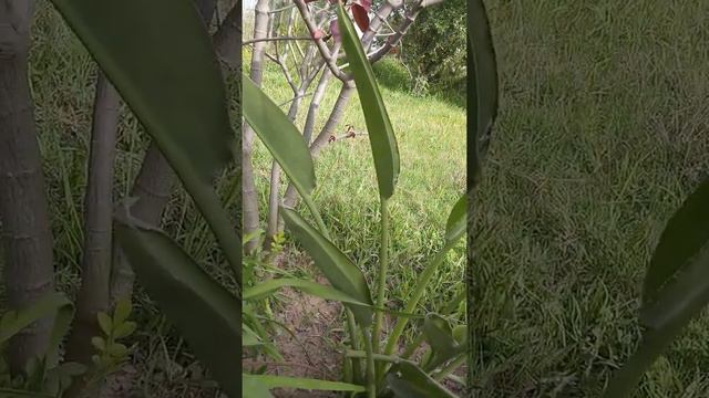 Bird of Paradise Flower Plant - Strelitzia reginae - Amazing Farm - Brigadier Ka Bagh