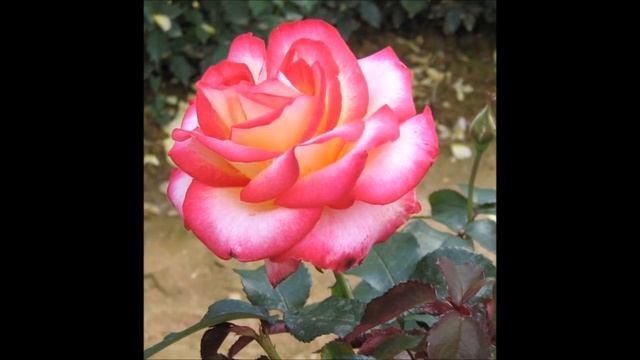 L'ETOILE A PLEURE ROSE ARTHUR RIMBAUD & LEO FERRE