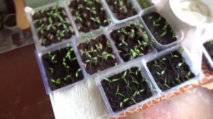 автополив своими руками фитильный полив рассады автополив комнатных растений своими руками