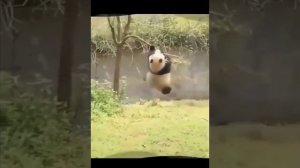 Подборка из жизни панд