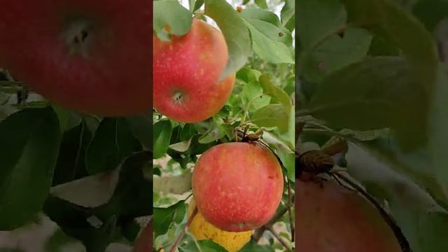 Яблоня Санданс, Ариан, Джонапринц смотреть онлайн