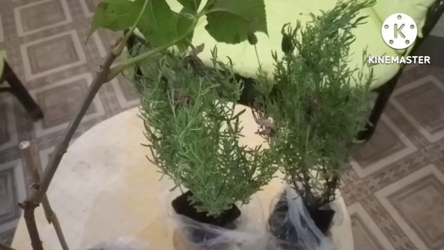 Снова посылка с растениями из опт-хоз. Что пришло? Куда посажу? смотреть онлайн