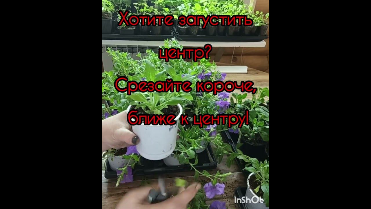 Вторая формировка ампельной петунии. #формируемпетунию #ампельнаяпетуния #сад #огород #питомникрасте