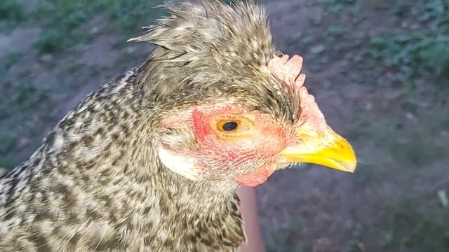 Лечу КУРИЦУ Легбар, по вашем рекомендациям и собираюсь на отдых смотреть онлайн