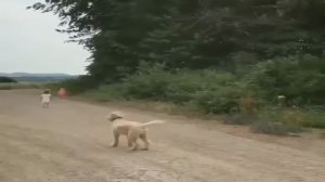 Пес остановил торнадо и всех спас))