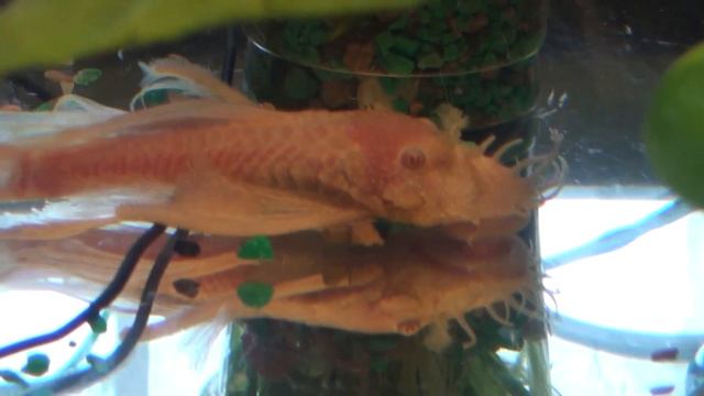 Сом АНЦИСТРУС АЛЬБИНОС (Ancistrus dolichopterus albino) смотреть онлайн