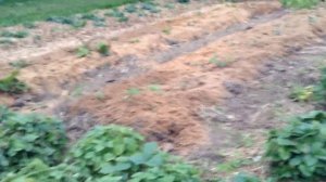 Клубника подготовка к зиме.