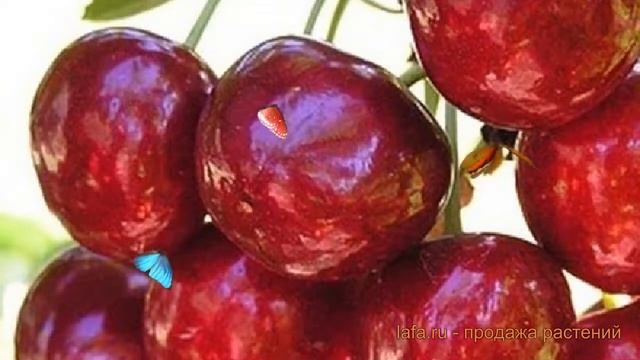 Черешня средний Гронкавая (prunus avium gronkavaya) ? обзор: как сажать, саженцы черешни Гронкавая смотреть онлайн