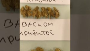 Привитой орех или сеянец?