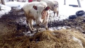 Корова хочет, а бык нет.как покрыть корову, осеменатор, осеменили корову, корова загуляла