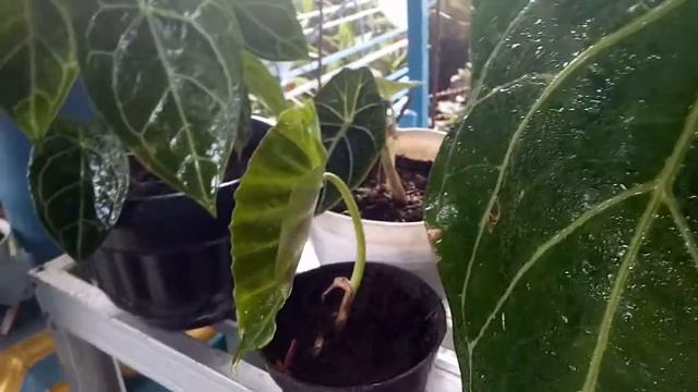 Remusatia vivi para Hitchhiker Elephan tear смотреть онлайн