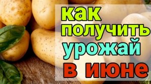 Выращивание раннего картофеля. Картофель посадка и выращивание