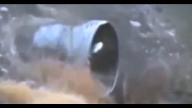 Кто такой Рейк | фото и видео | реальное существо смотреть онлайн