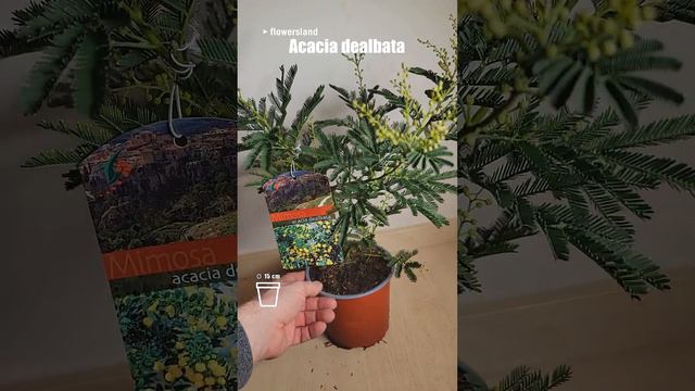 Mimosa Acacia dealbata | Мимоза Акация деальбата | @FlowersLand