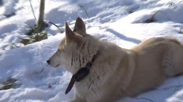 Натаска молодых лаек по кунице смотреть онлайн