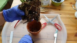 Repotting Rlc Village Chief Armani Crystal - A Cattleya type orchid