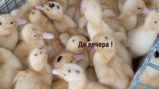 Поговорим ! Какое мясо и какой домашней птицы самое вкусное!!! смотреть онлайн