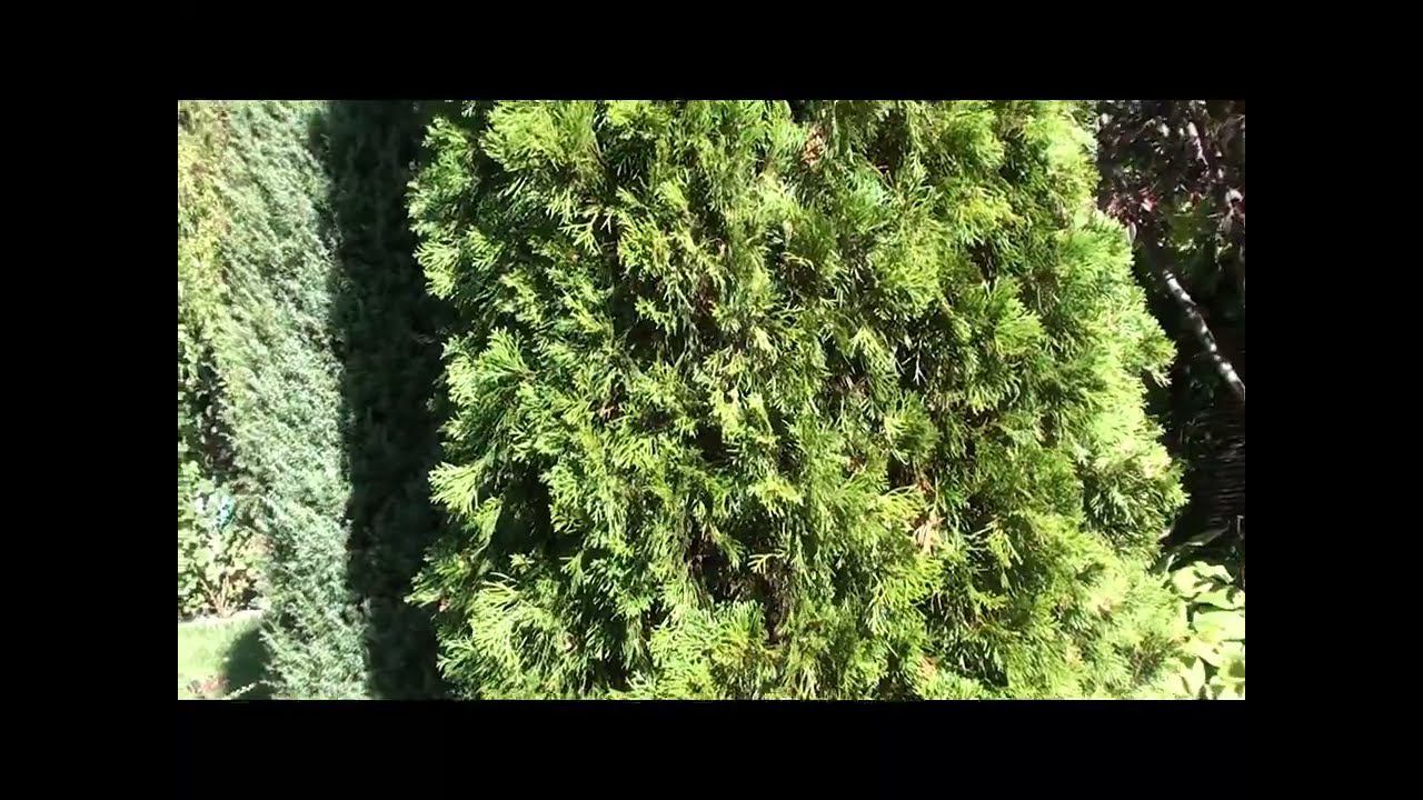 Подготовка хвойных растений к зиме ,очистка ,подкормка,обработка смотреть онлайн