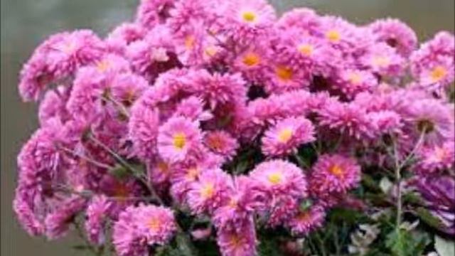 Королева красоты Шамиль Абаев смотреть онлайн